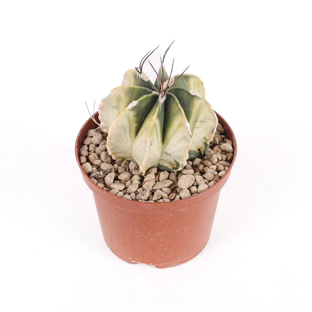 Astrophytum capricorne variegato Ø 10,5