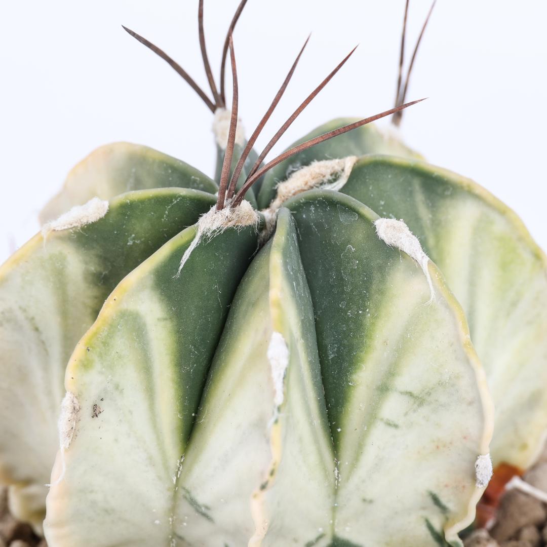 Astrophytum capricorne variegato Ø 10,5