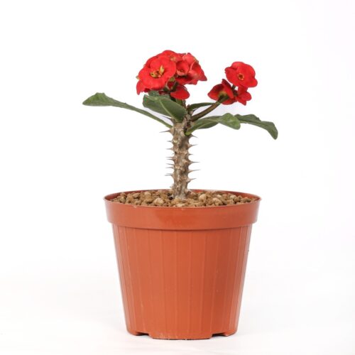 Euphorbia milii x lomi 'Mahan Sedthee' Ø 14 cm