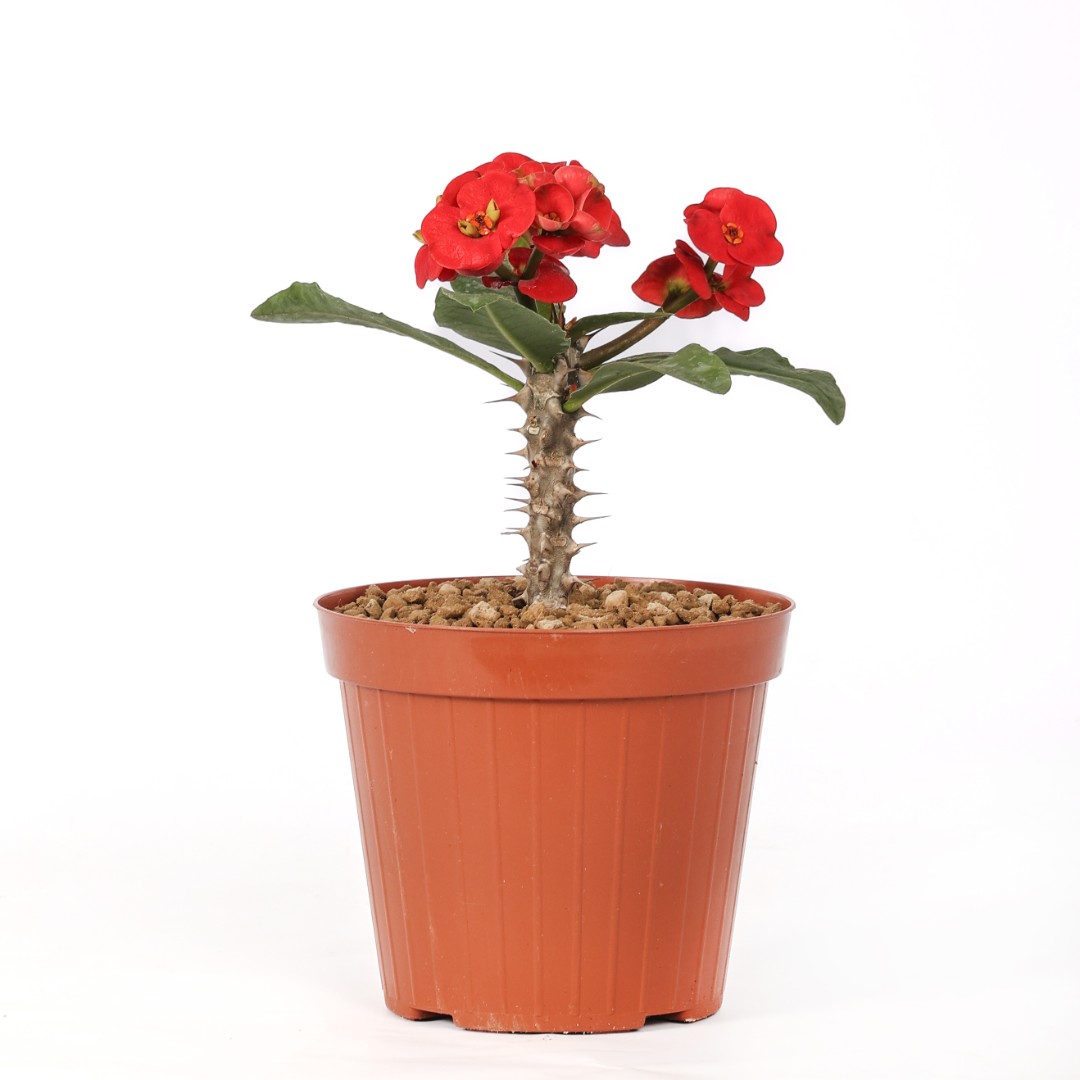 Euphorbia milii x lomi 'Mahan Sedthee' Ø 14 cm
