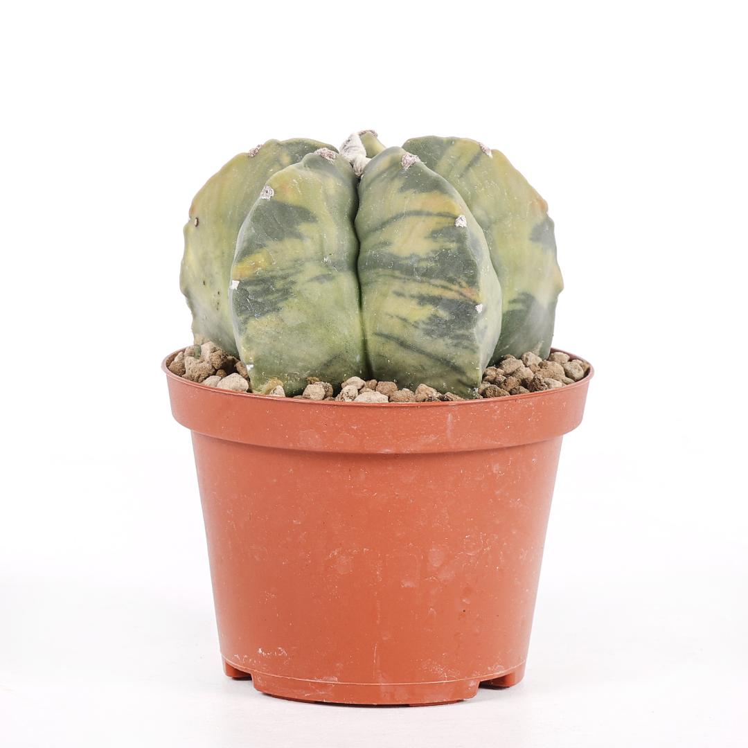 Astrophytum myriostigma nudum variegato Ø 10,5