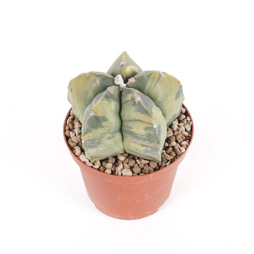 Astrophytum myriostigma nudum variegato Ø 10,5