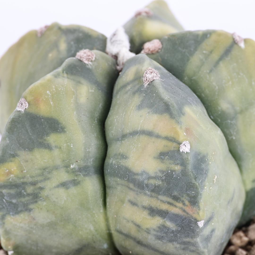 Astrophytum myriostigma nudum variegato Ø 10,5