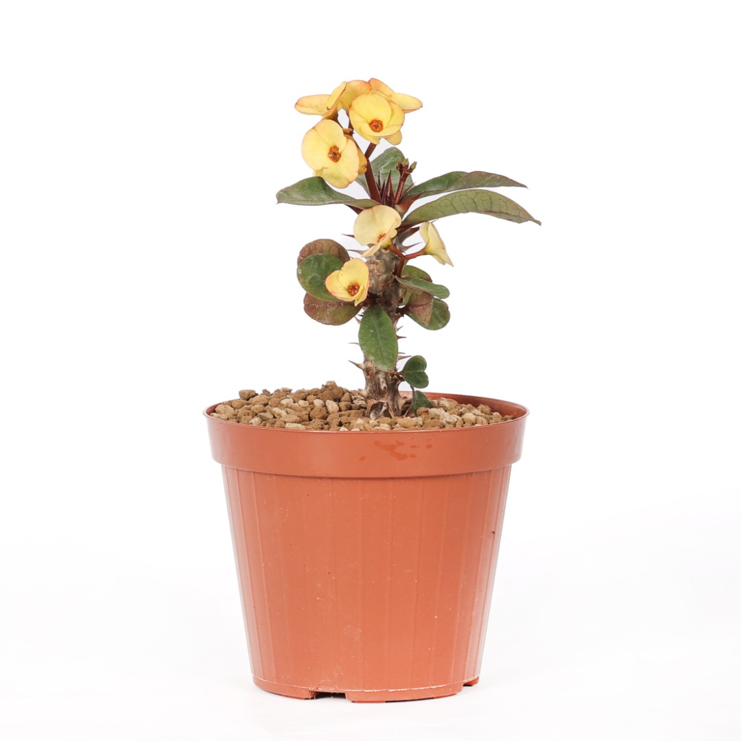 Euphorbia milii x lomi 'Puttaraksa' Ø 14 cm
