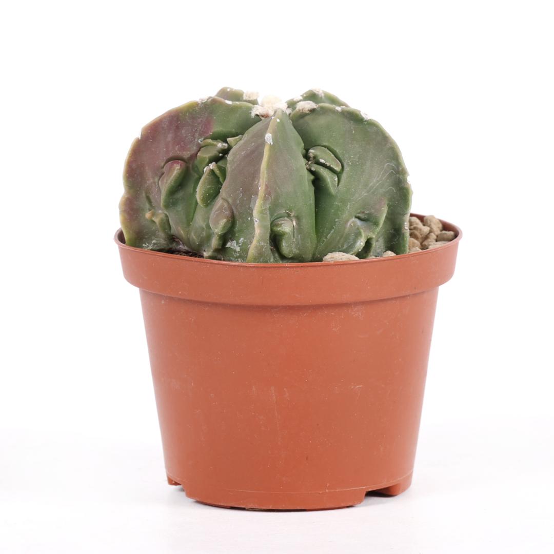 Astrophytum myriostigma fukuryu nudum Ø 10,5