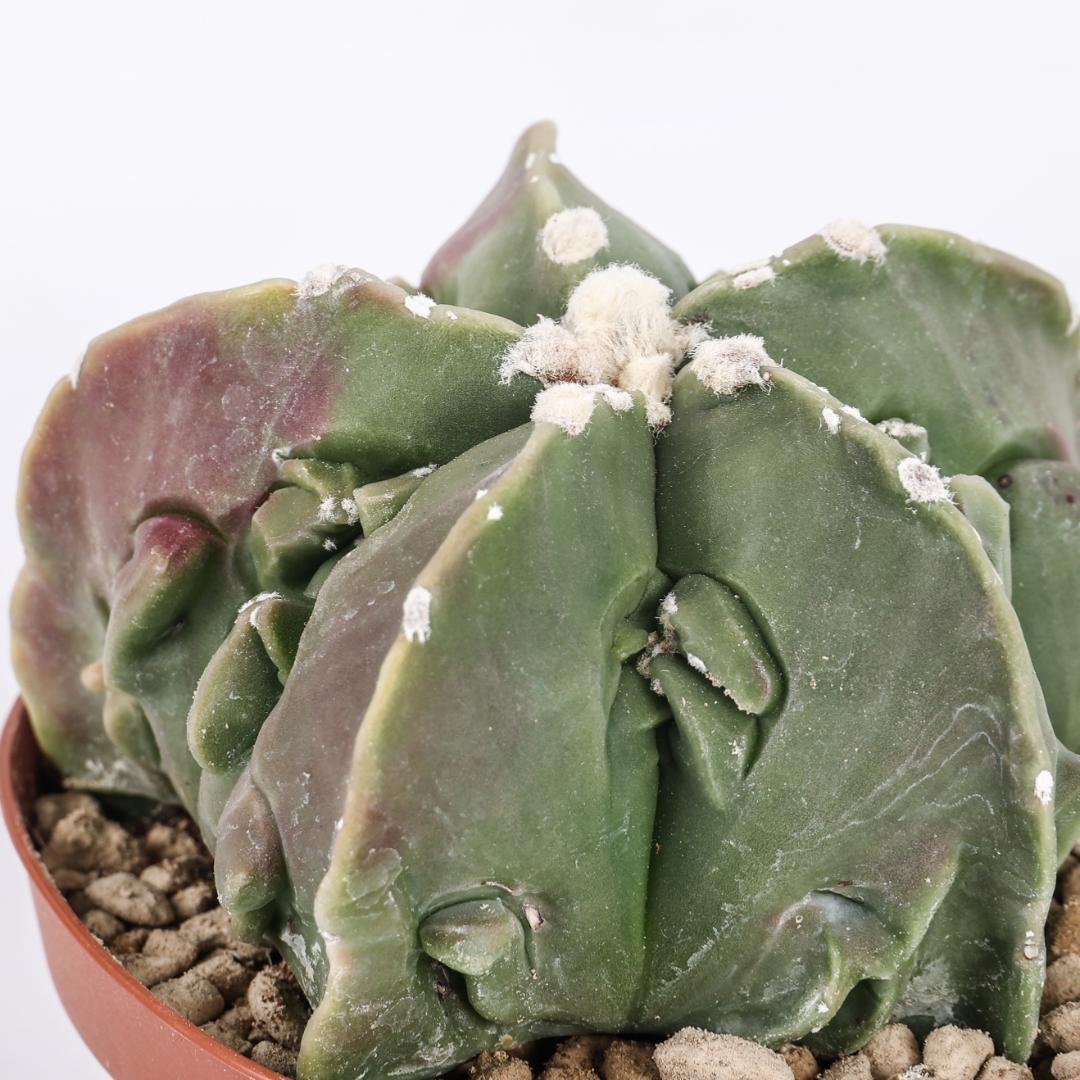 Astrophytum myriostigma fukuryu nudum Ø 10,5