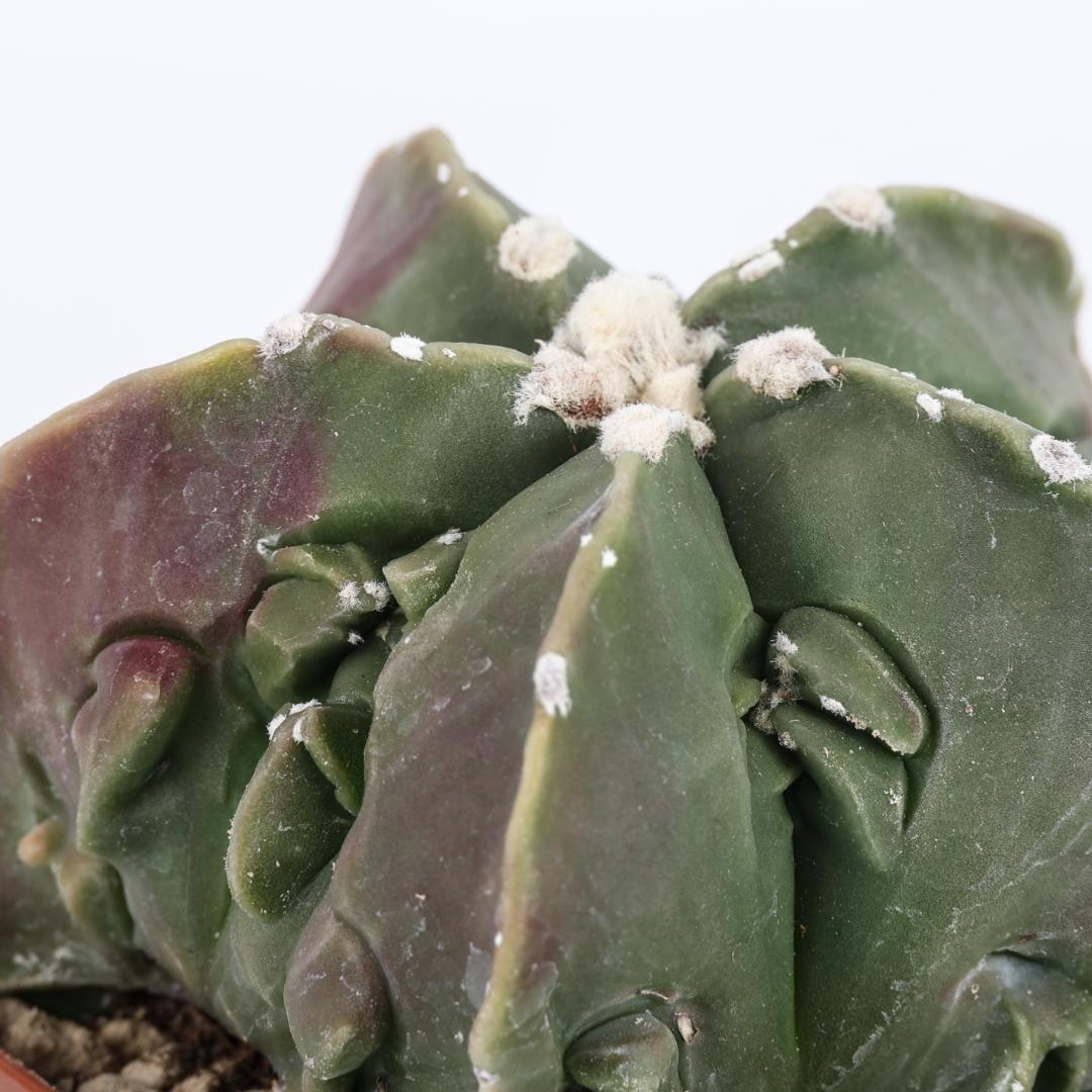 Astrophytum myriostigma fukuryu nudum Ø 10,5