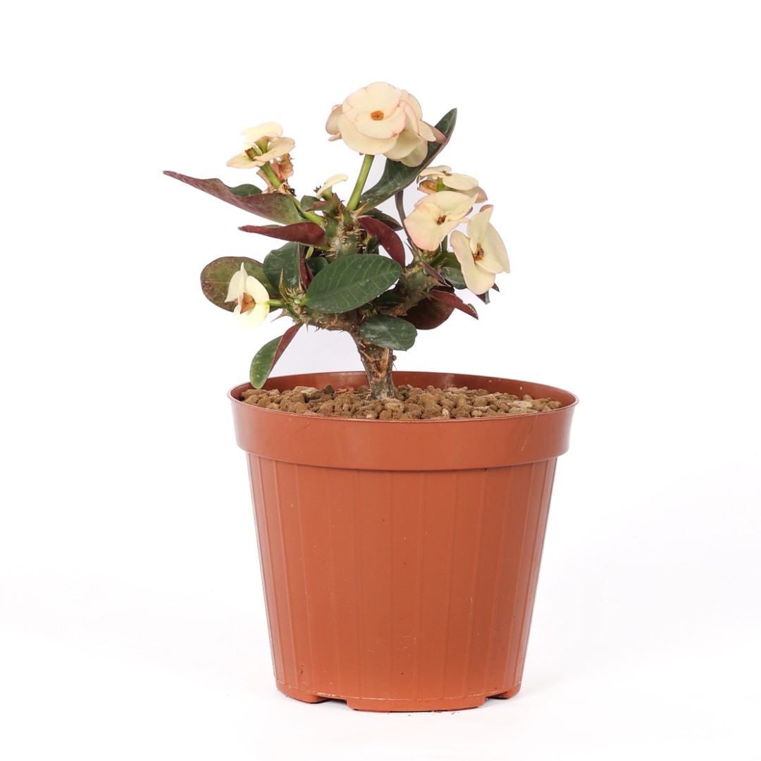 Euphorbia milii x lomi 'Jaren Lab' Ø 14 cm