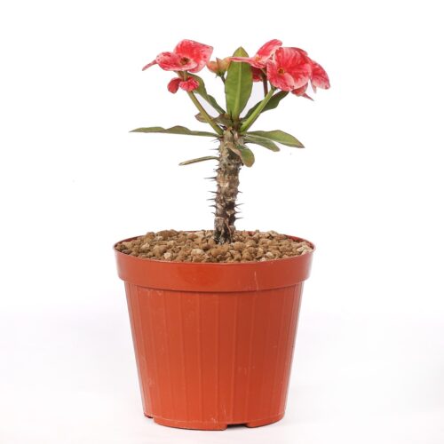 Euphorbia milii x lomi 'Queen of Luck' Ø 14 cm