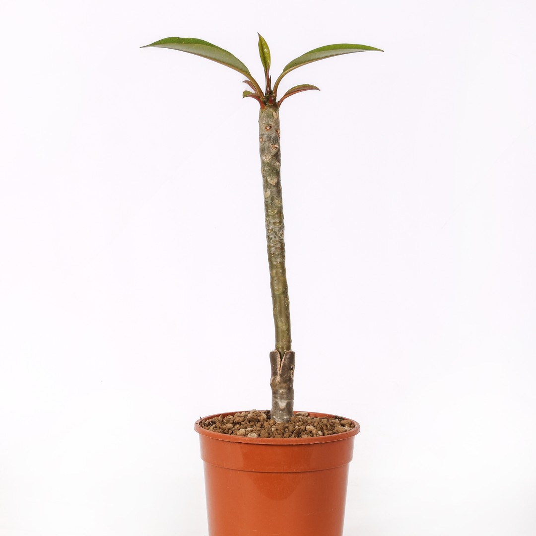 Plumeria 'Lym Fly' Ø 17 cm