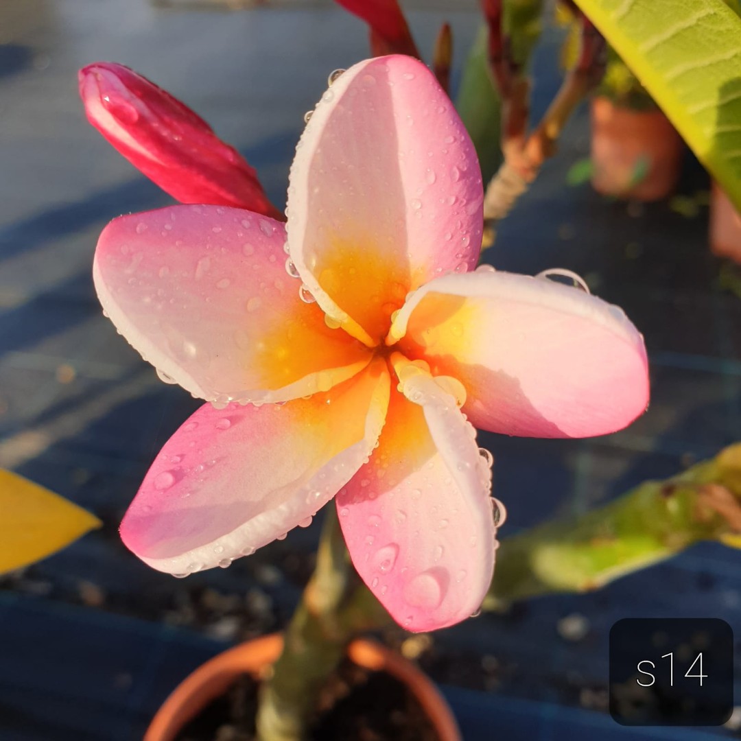 Plumeria 'Lym Fly' Ø 17 cm