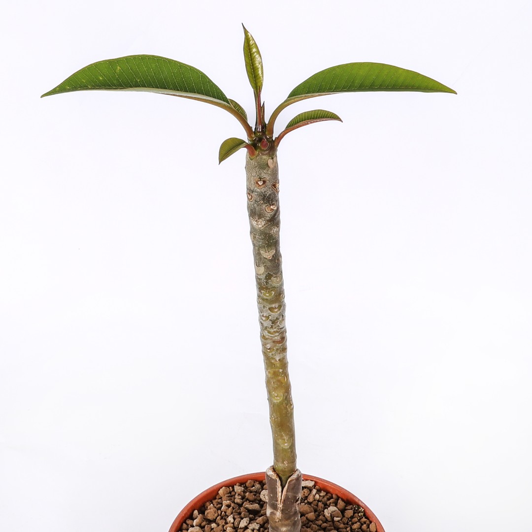 Plumeria 'Lym Fly' Ø 17 cm