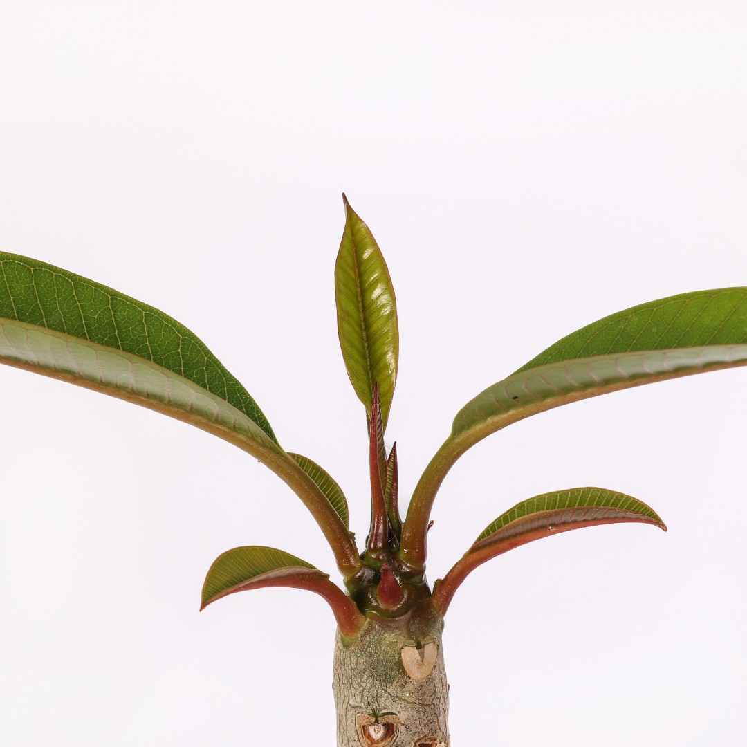 Plumeria 'Lym Fly' Ø 17 cm