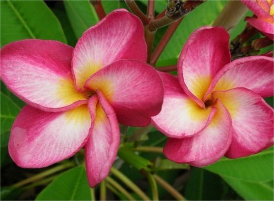 Plumeria 'Lym Fly' Ø 17 cm - immagine 6