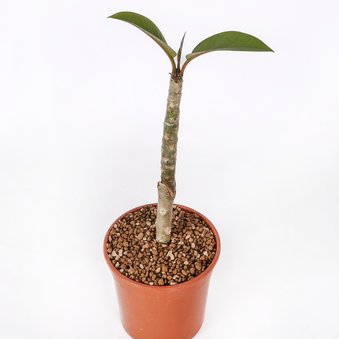 Plumeria 'Wasithee Red' Ø 17 cm