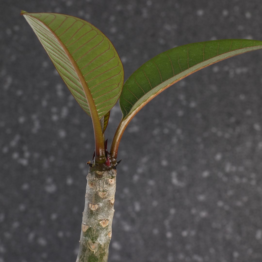 Plumeria 'Wasithee Red' Ø 17 cm