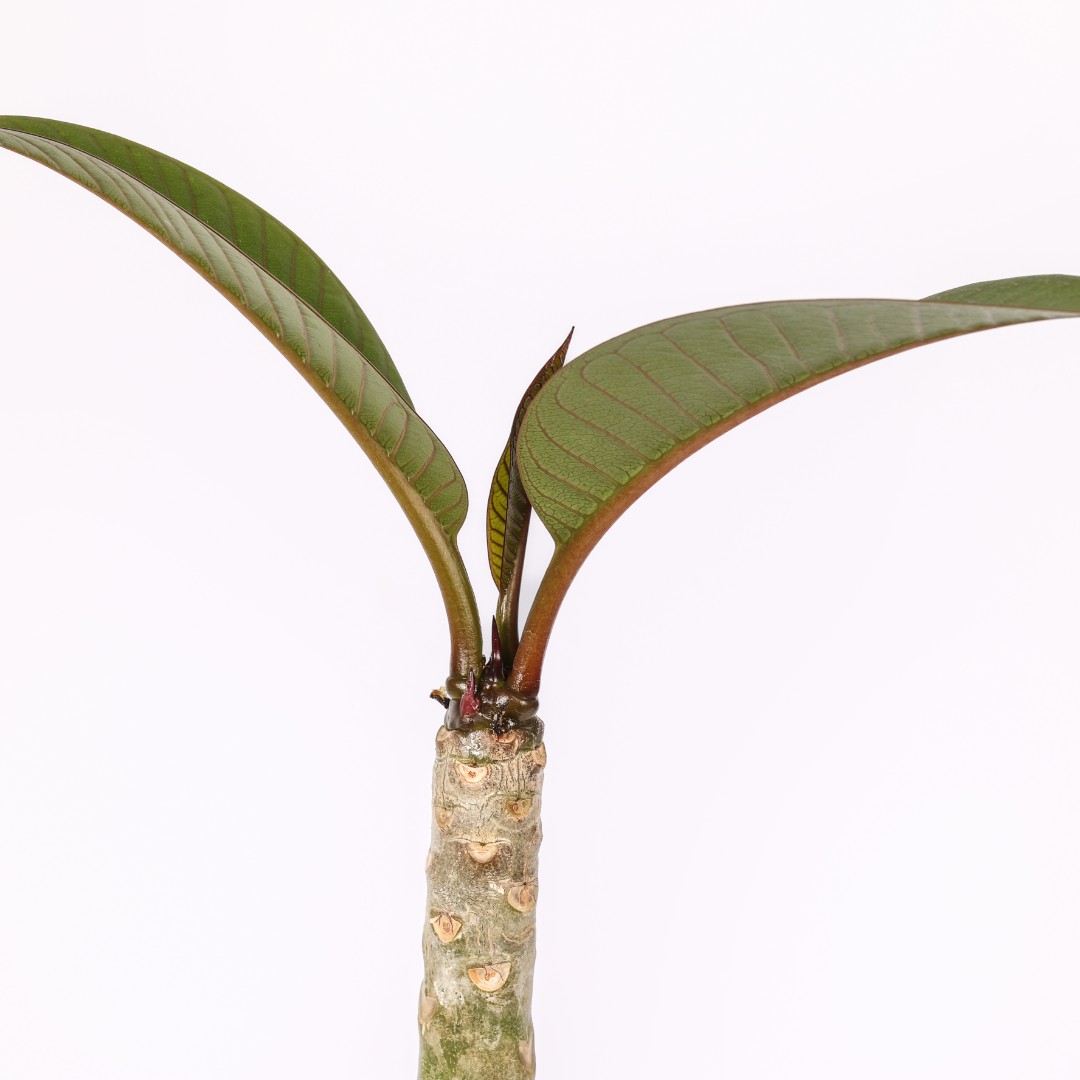Plumeria 'Wasithee Red' Ø 17 cm