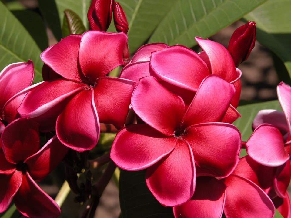 Plumeria 'Wasithee Red' Ø 17 cm - immagine 6