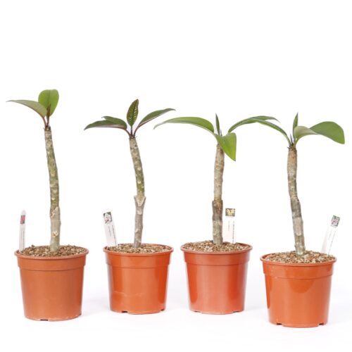 Set di 4 piante di Plumeria (Frangipane) da collezione Ø 17 cm