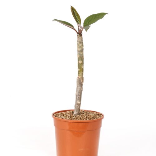 Plumeria 'Rung Sirichok' Ø 17 cm