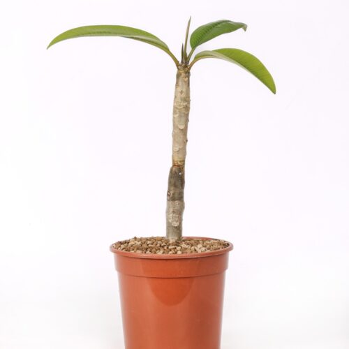 Plumeria 'Kanjana Yellow' Ø 17 cm