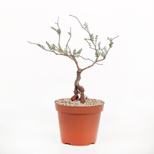 Operculicarya pachypus Ø 12