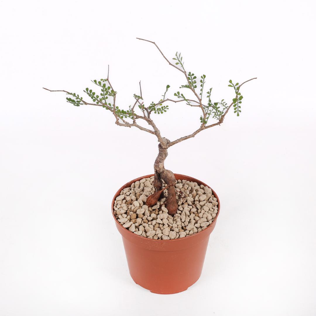 Operculicarya pachypus Ø 12