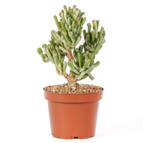 Crassula ovata hobbit variegata Ø 12 cm
