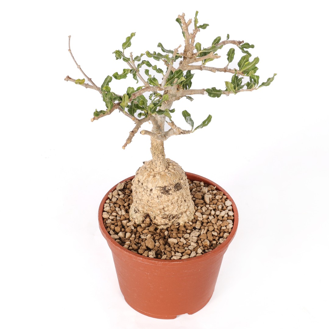 Fockea edulis Ø 16 cm
