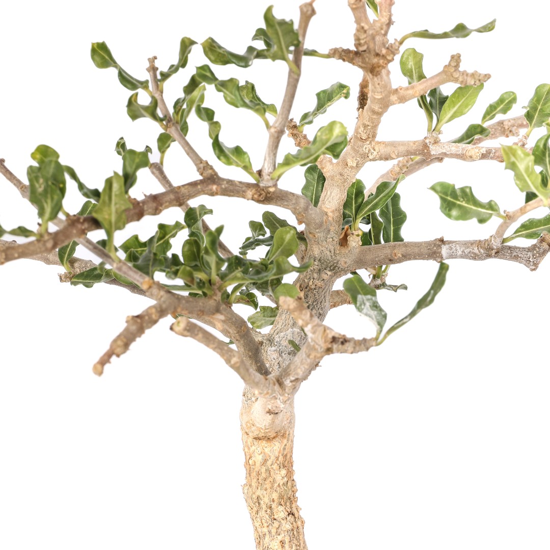 Fockea edulis Ø 16 cm
