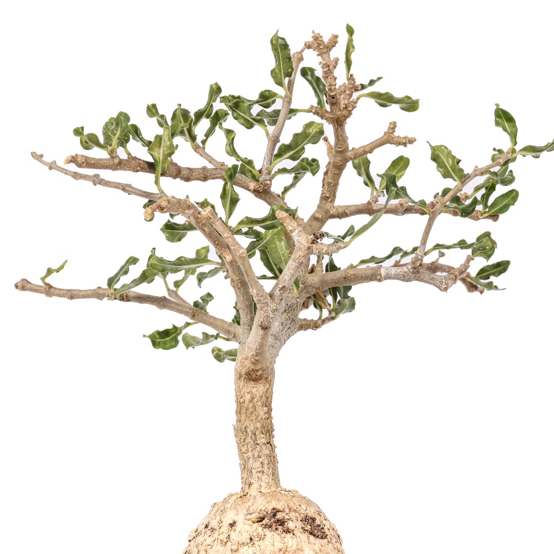 Fockea edulis Ø 16 cm