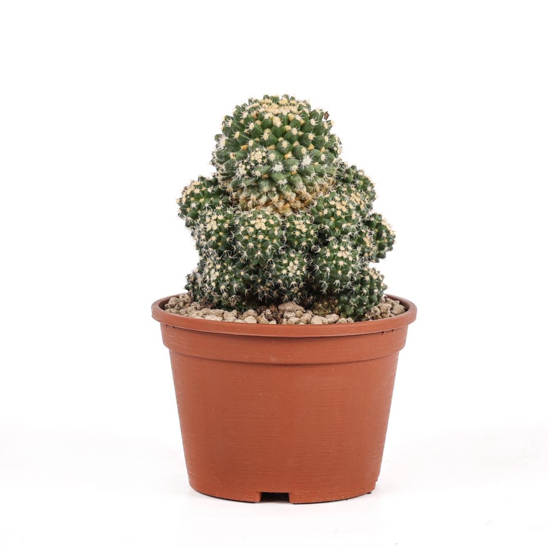 Mammillaria eichlamii Ø 14