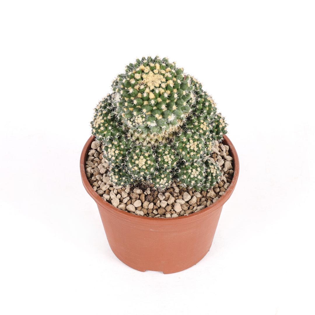 Mammillaria eichlamii Ø 14