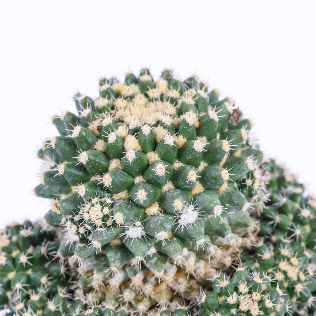 Mammillaria eichlamii Ø 14
