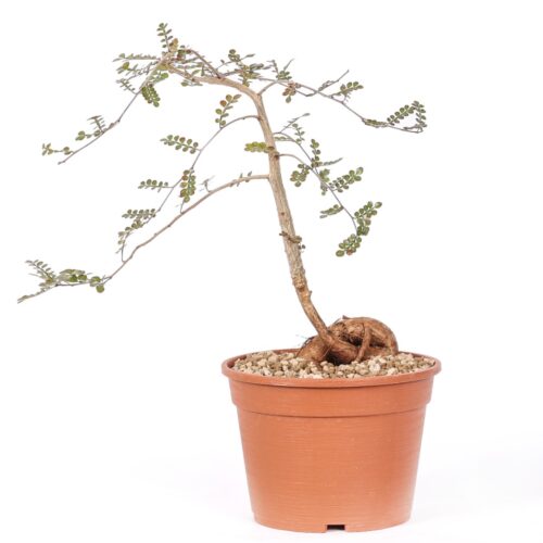 Operculicarya decaryi Ø 18 cm