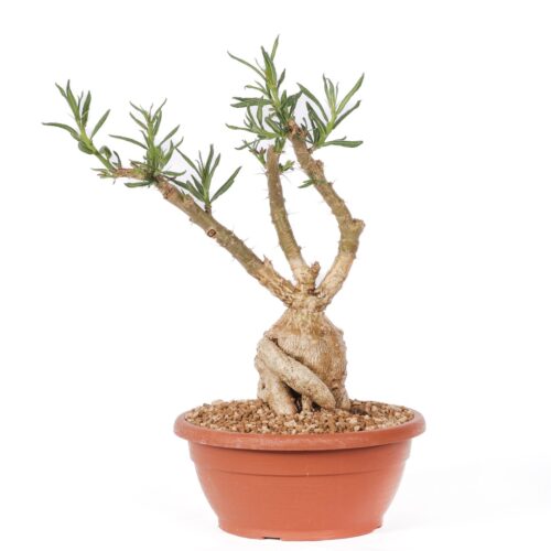 Pachypodium succulentum Ø 25 cm