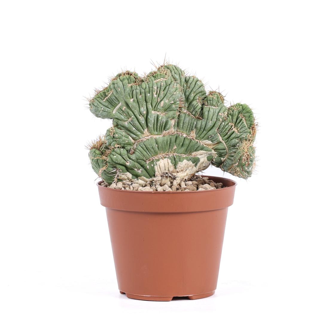 Eulychnia castanea crestata Ø 12