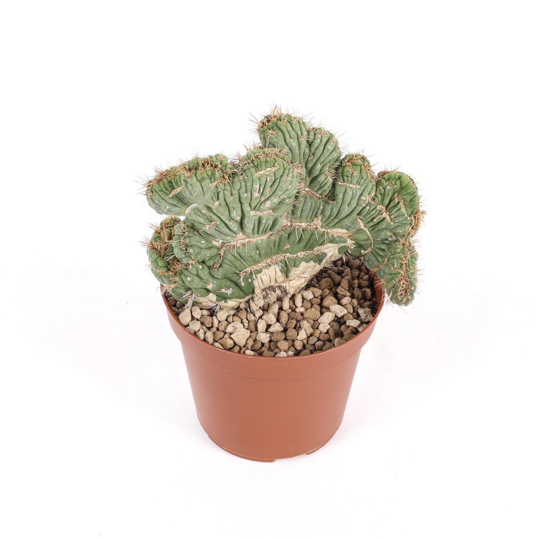 Eulychnia castanea crestata Ø 12