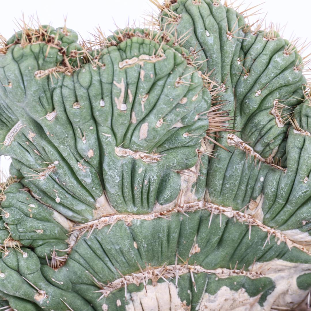 Eulychnia castanea crestata Ø 12