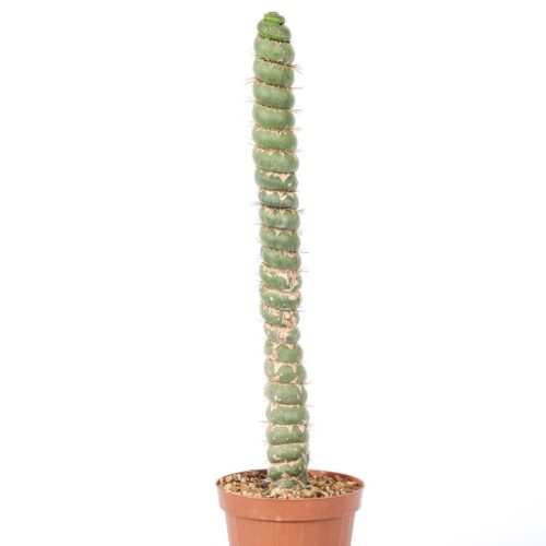 Eulychnia castanea spiralis Ø 12 cm