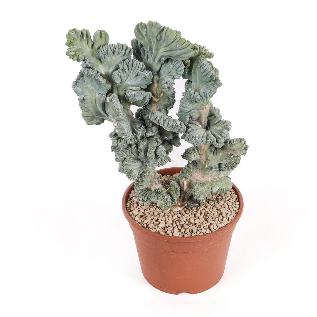 Myrtillocactus geometrizans crestato f. minor Ø 18