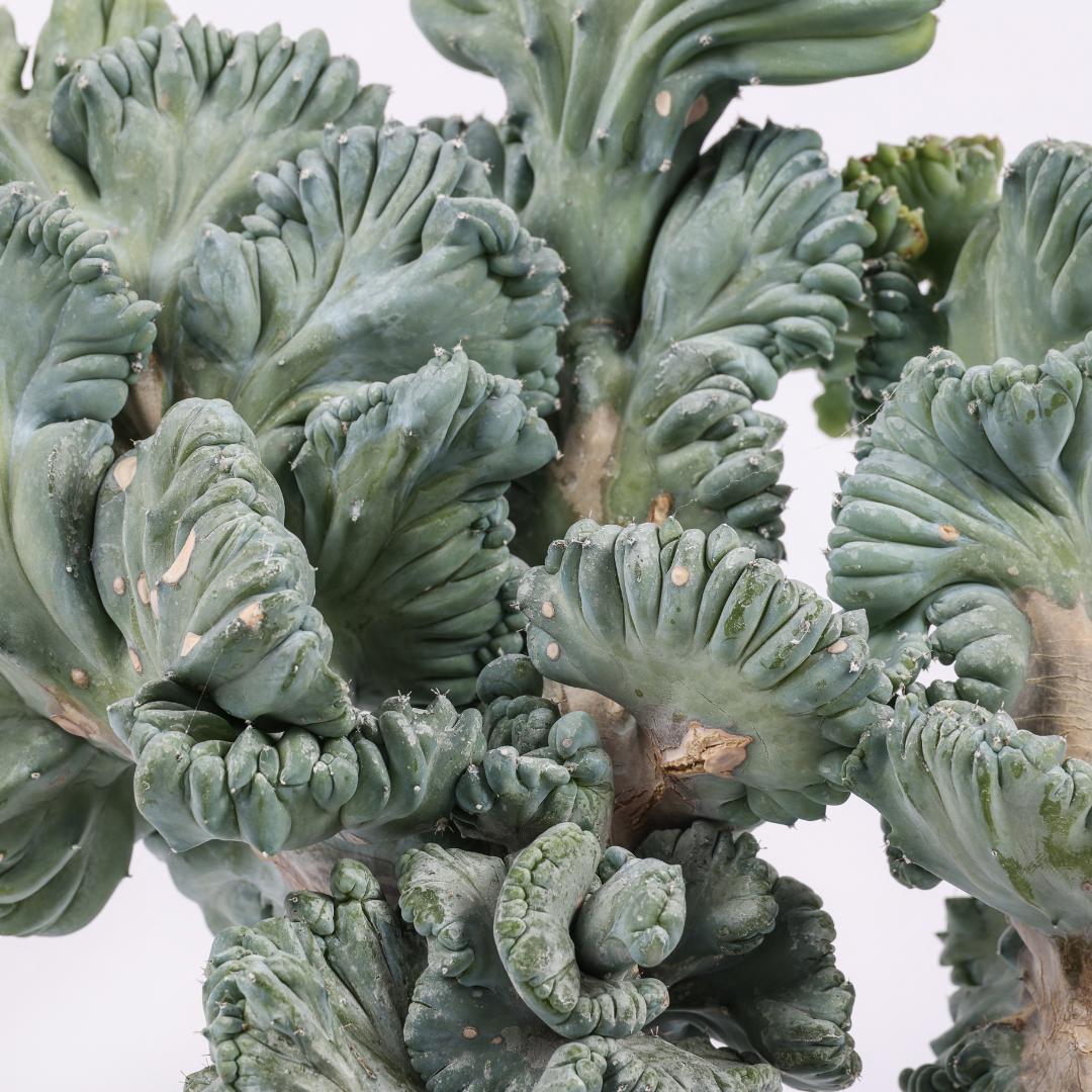 Myrtillocactus geometrizans crestato f. minor Ø 18