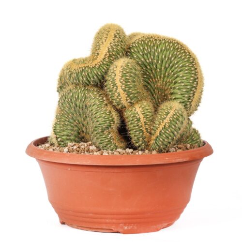 Vatricania guentheri f. crestata Ø 25 cm
