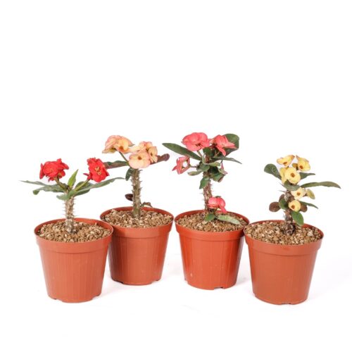 Euphorbia milii x lomi Mix 4 piante Ø 14 cm