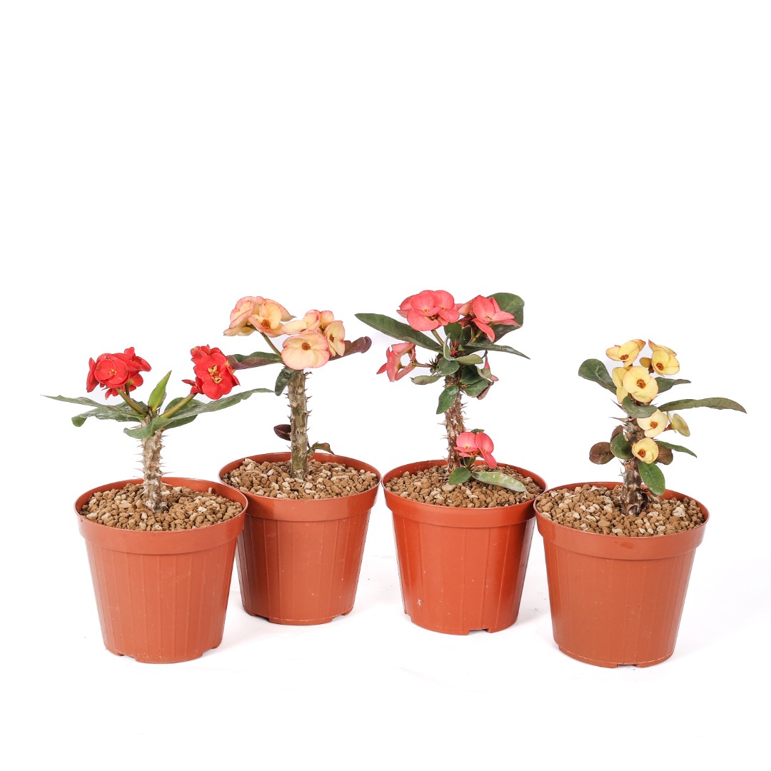 Euphorbia milii x lomi Mix 4 piante Ø 14 cm