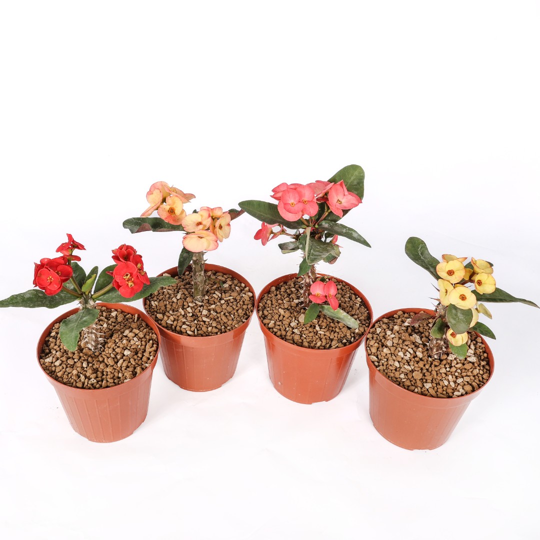 Euphorbia milii x lomi Mix 4 piante Ø 14 cm