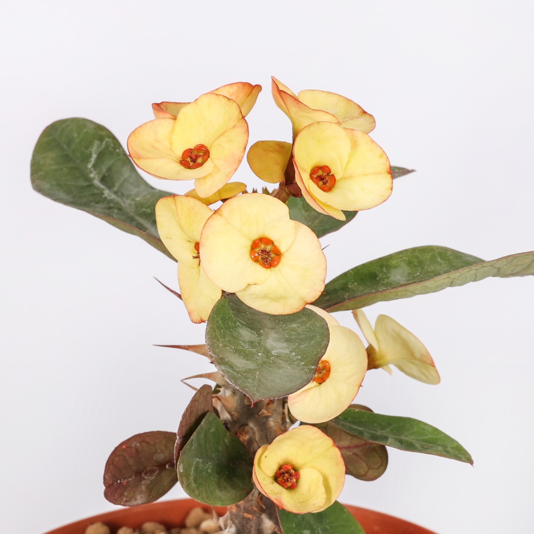 Euphorbia milii x lomi Mix 4 piante Ø 14 cm