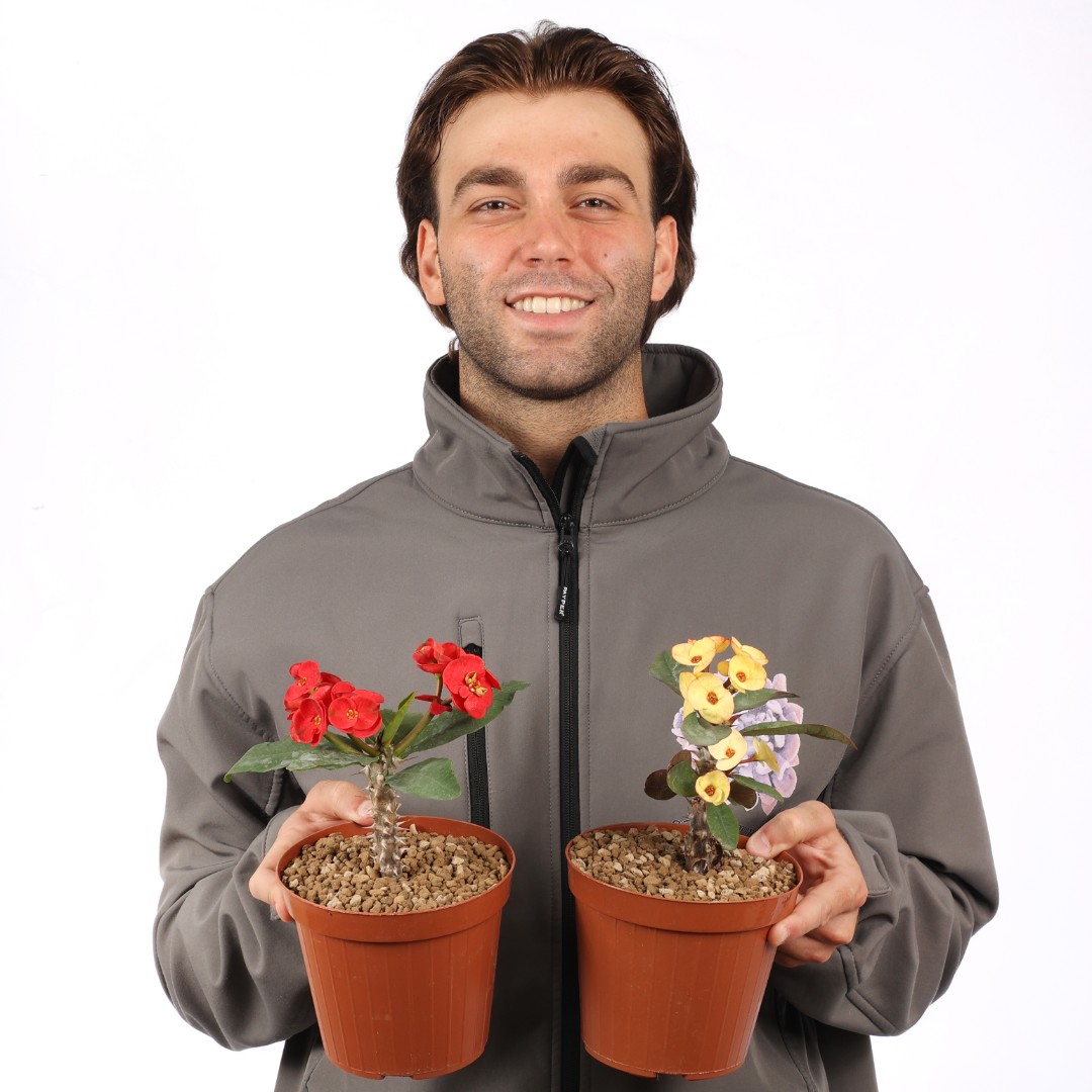 Euphorbia milii x lomi Mix 4 piante Ø 14 cm