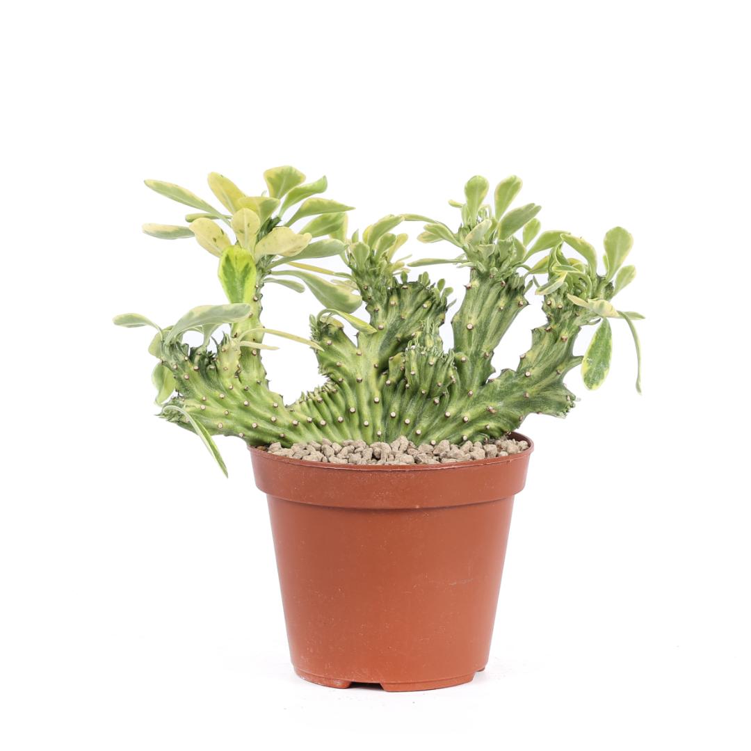 Euphorbia neriifolia crestata variegata Ø 14