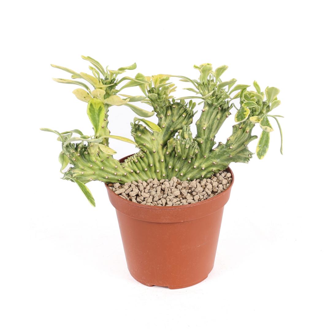 Euphorbia neriifolia crestata variegata Ø 14
